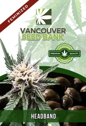 Headband Strain Feminized