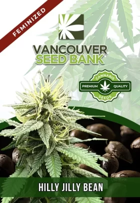 Hilly Jilly Bean Strain Feminized