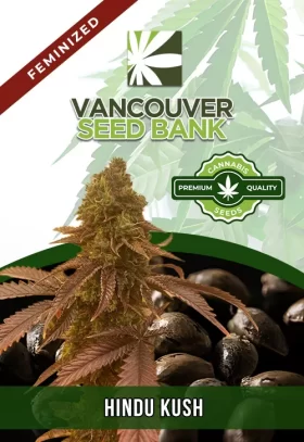 Hindu Kush Feminized