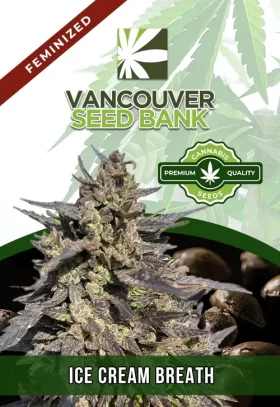 Ice Cream Breath Strain Feminized