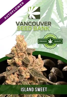 Island Sweet Skunk Strain