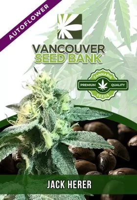 Jack Herer Strain