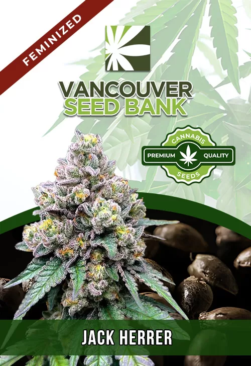 Jack Herer Strain Feminized