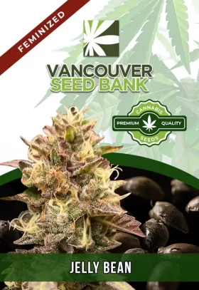 Jelly Bean Strain Feminized