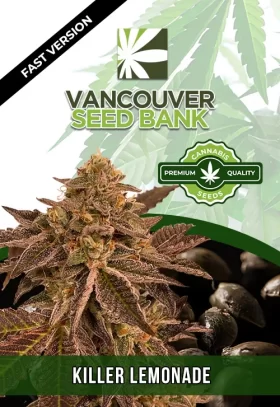 Killer Lemonade Strain Autoflowering Fast Version