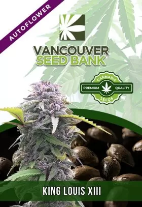 King Louis XIII Strain