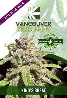 King’s Bread Strain