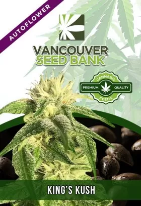 King's Kush