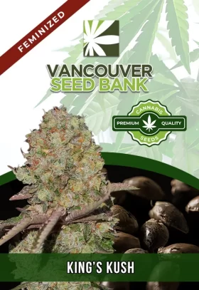 King's Kush Feminized
