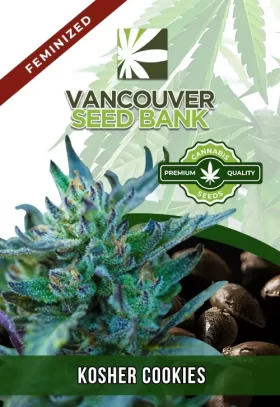 Kosher Cookies Strain Feminized