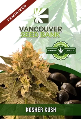 Kosher Kush Feminized