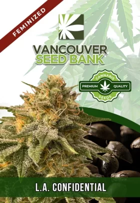 L.A. Confidential Strain Feminized