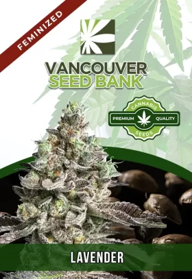 Lavender Strain Feminized