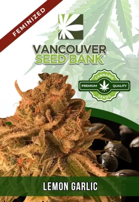 Lemon Garlic Strain Feminized