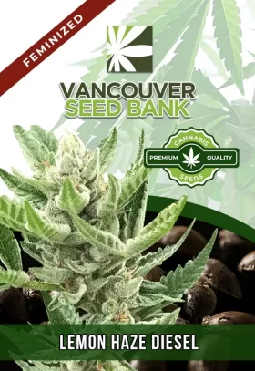 Lemon Haze Diesel Feminized