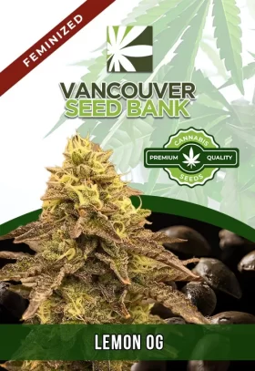 Lemon OG Strain Feminized