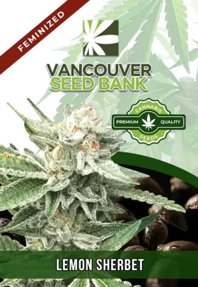 Lemon Sherbert Strain Feminized