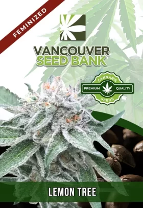 Lemon Tree Strain Feminized