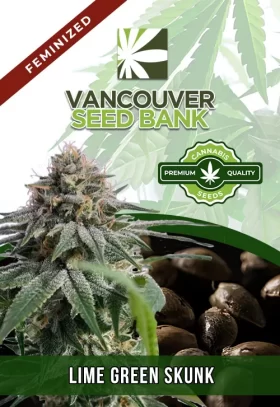Lime Green Skunk Strain Feminized