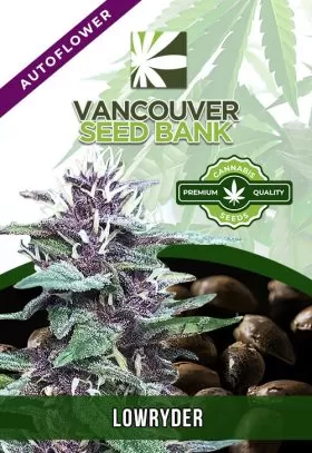 Lowryder Strain