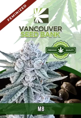 M8 Strain Feminized