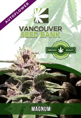 Magnum Strain