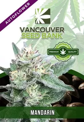 Mandarine Strain
