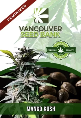 Mango Kush Feminized