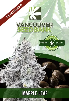 Maple Leaf Strain Feminized