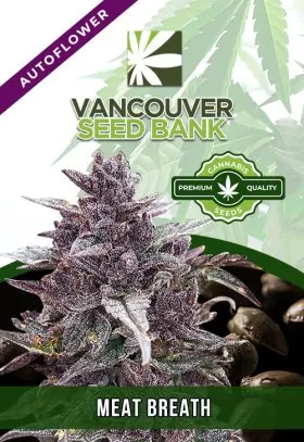 Meat Breath Strain