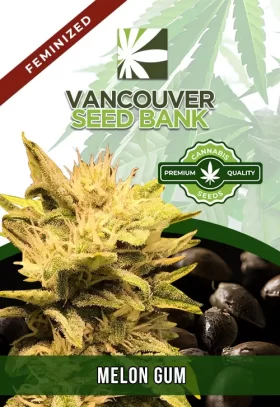 Melon Gum Strain Feminized