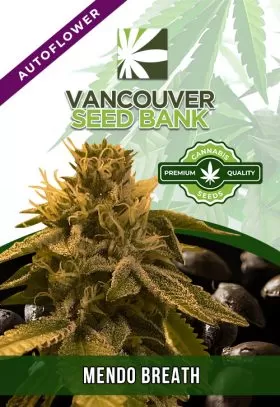 Mendo Breath Strain