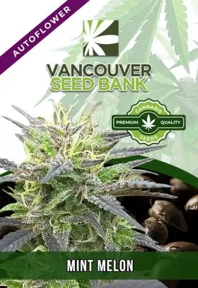 Mint Melon Strain