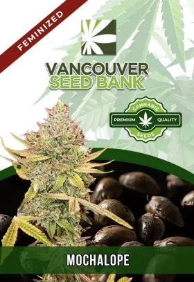 Mochalope Strain Feminized