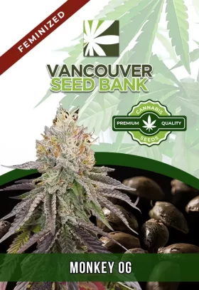 Monkey OG Strain Feminized