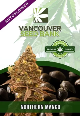 Northern Mango Strain