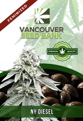 NY Diesel Strain Feminized