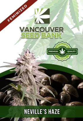 Neville's Haze Feminized