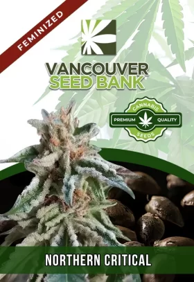Northern Critical Strain Feminized