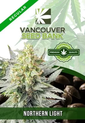 Northern Lights Strain Regular
