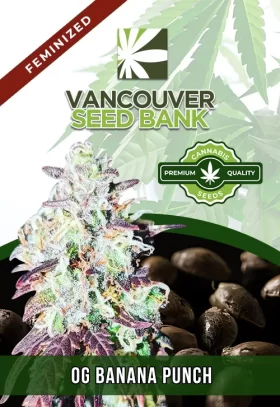 OG Banana Punch Strain Feminized
