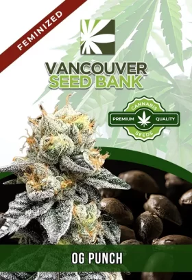 OG Punch Strain Feminized