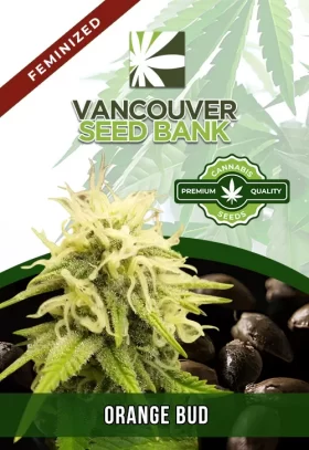 Orange Bud Strain Feminized