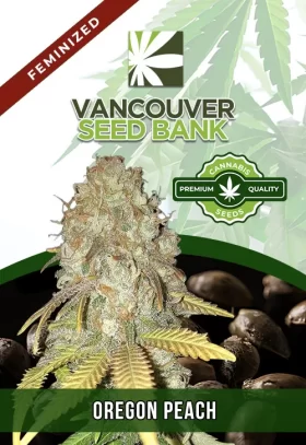 Oregon Peach Strain Feminized