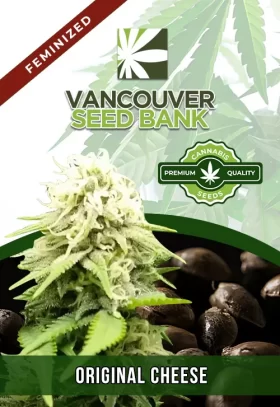 Original Cheese Strain Feminized