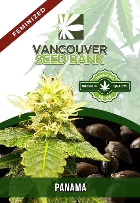 Panama Strain Feminized