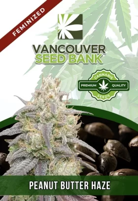Peanut Butter Haze Feminized