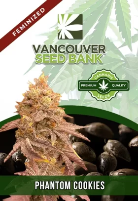 Phantom Cookies Strain Feminized