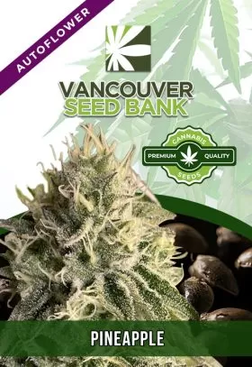 Pineapple Strain