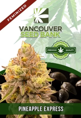 Pineapple Express Strain Feminized